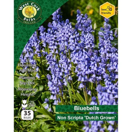 Bluebells Non Scripta 35 Bulbs