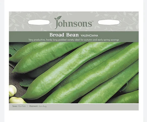 Broad Bean - Valencia