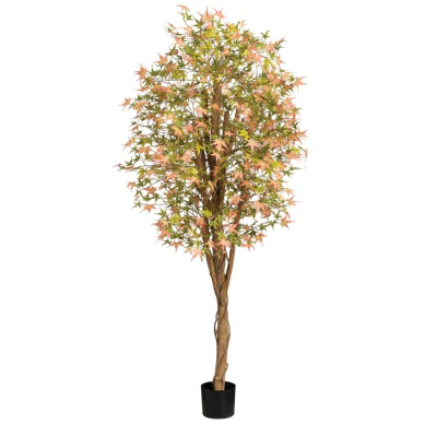 California Maple Tree 6ft