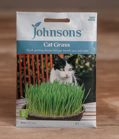 Cat Grass - Avena sativa