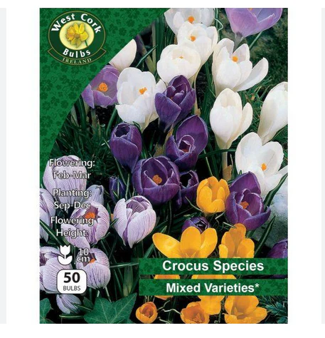 Crocus Mixed 50 bulbs