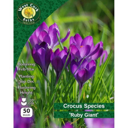 Crocus Ruby Giant 50 bulbs