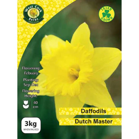 Daffodil Dutch Master 3Kg