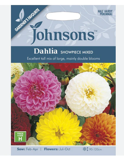 Dahlia - Showpiece Mixed