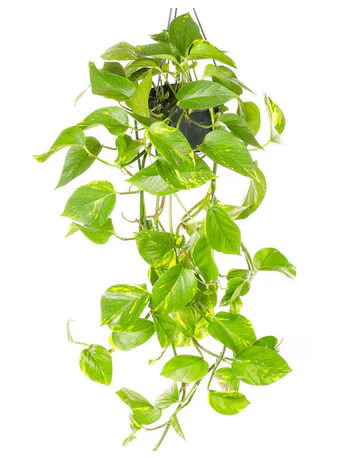 Devils Ivy Epipremnum pinn - Hanging Pot