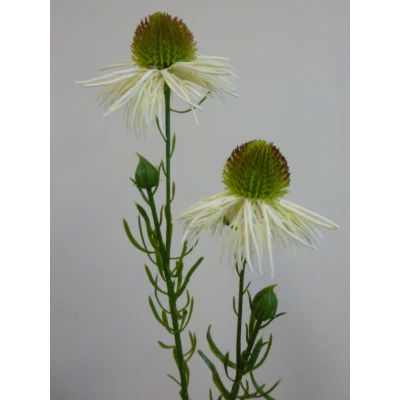 Echinacea Spray Cream 53cm