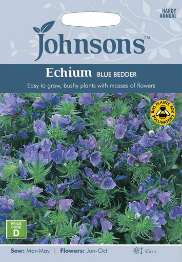 Echium - Blue Bedder