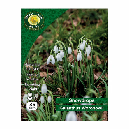 Galanthus woronowii Bulbs