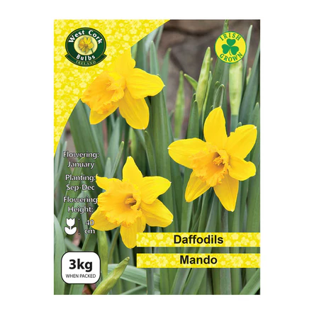 Mando Daffodils 3Kg Net