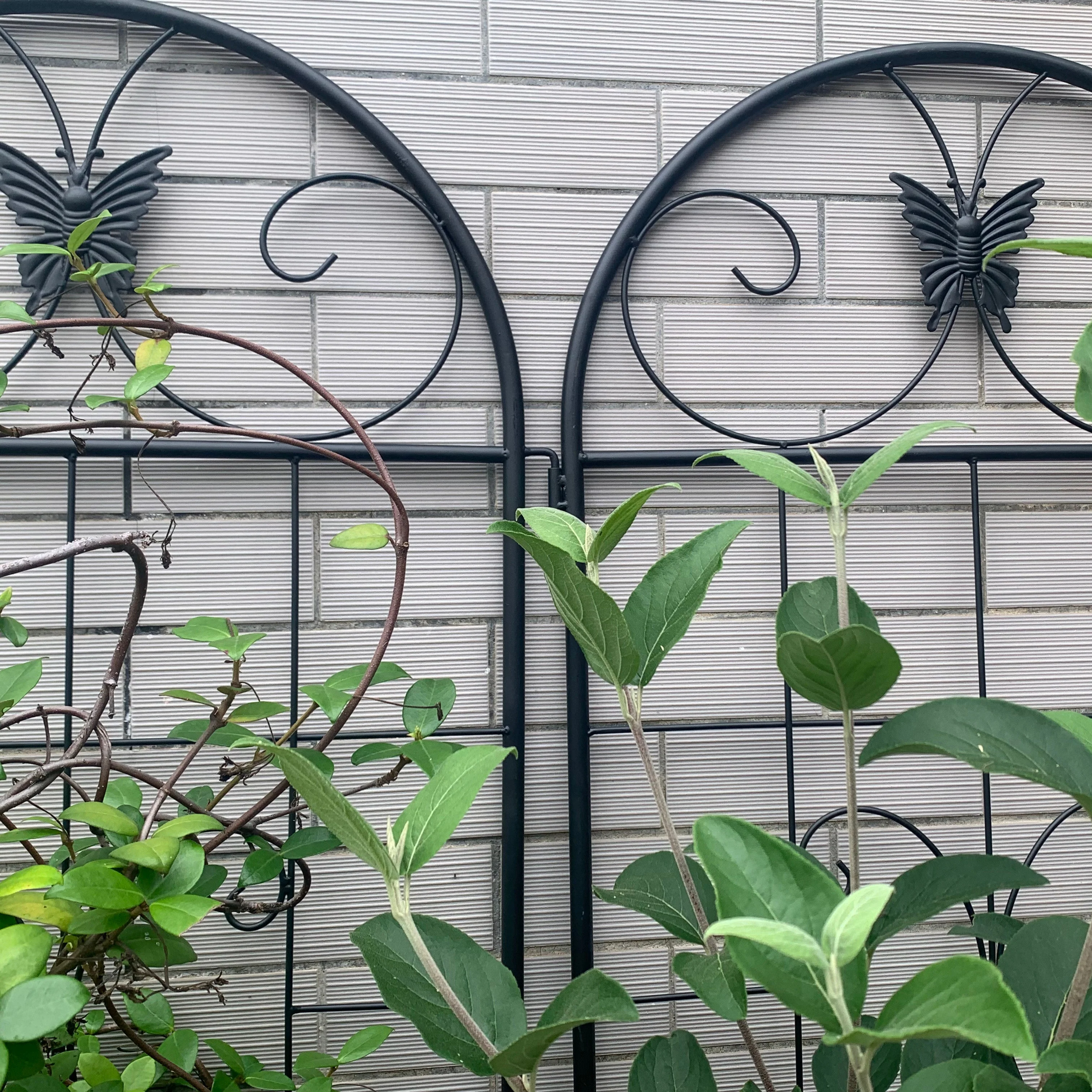 Metal Garden Trellis, 2 Pack for Climbing Plants, Metal - Image 6