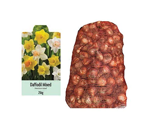 Mixed Daffodils 25kg