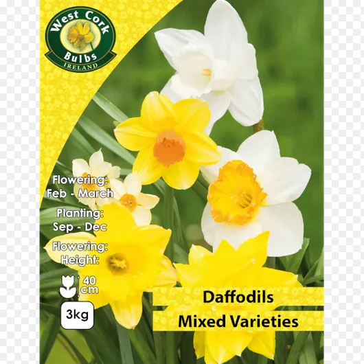 Mixed Daffodils 3KG Net
