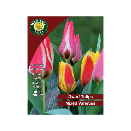 Mixed Dwarf Tulips 10 bulbs