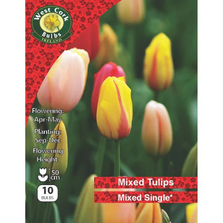 Mixed Single Tulip 10 bulbs