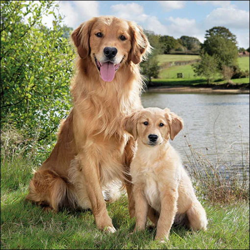 Paper Napkins - Golden Retriever