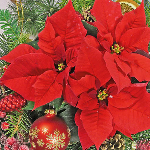 Paper Napkins - Red Poinsettia
