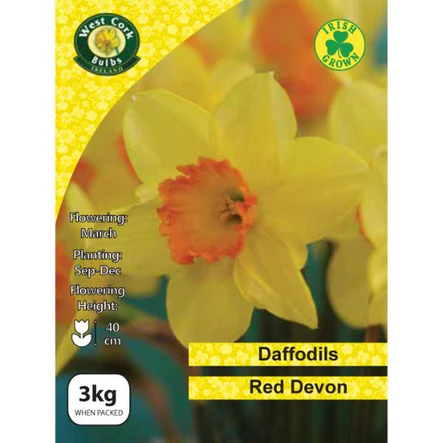 Red Devon Daffodils 3kg