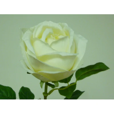 Rose - Cream 63cm