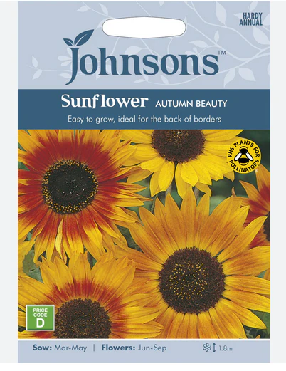 Sunflower - Autumn Beauty