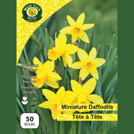 Tete a Tete Daffodils 50 Bulbs