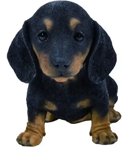 VA Black/Brown Dachshund Puppy