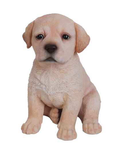 VA Golden Labrador in Box