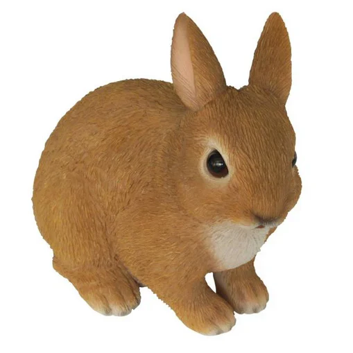 VA Young Rabbit Sitting