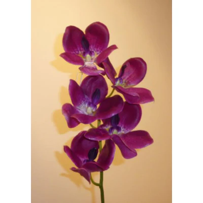 Vanda Orchid Purple
